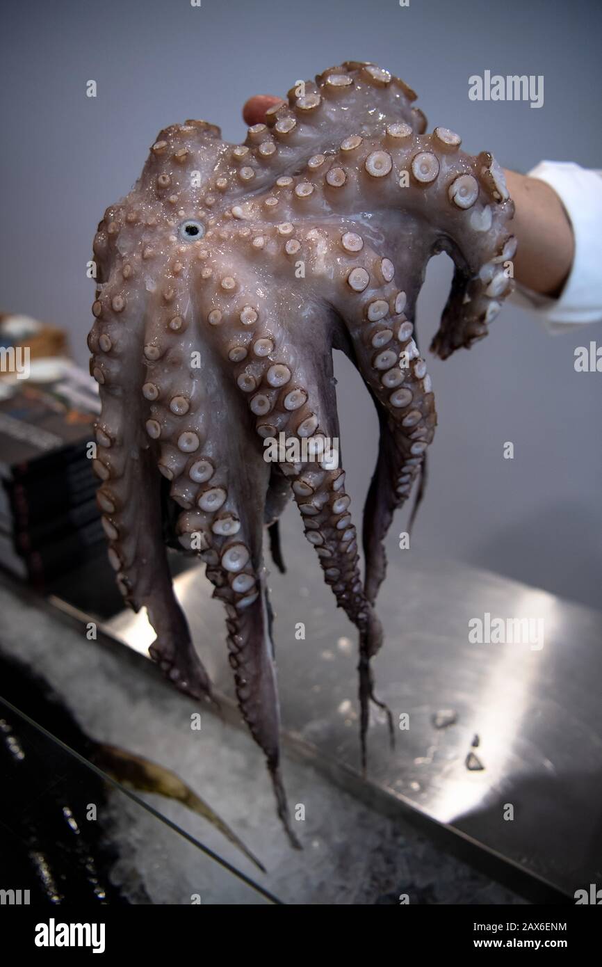 Bremen Germany 10th Feb An Employee Of Transgourmet Deutschland Holds An Octopus In His Hand At The Fish International Trade Fair Credit Sina Schuldt Dpa Alamy Live News Stock Photo Alamy