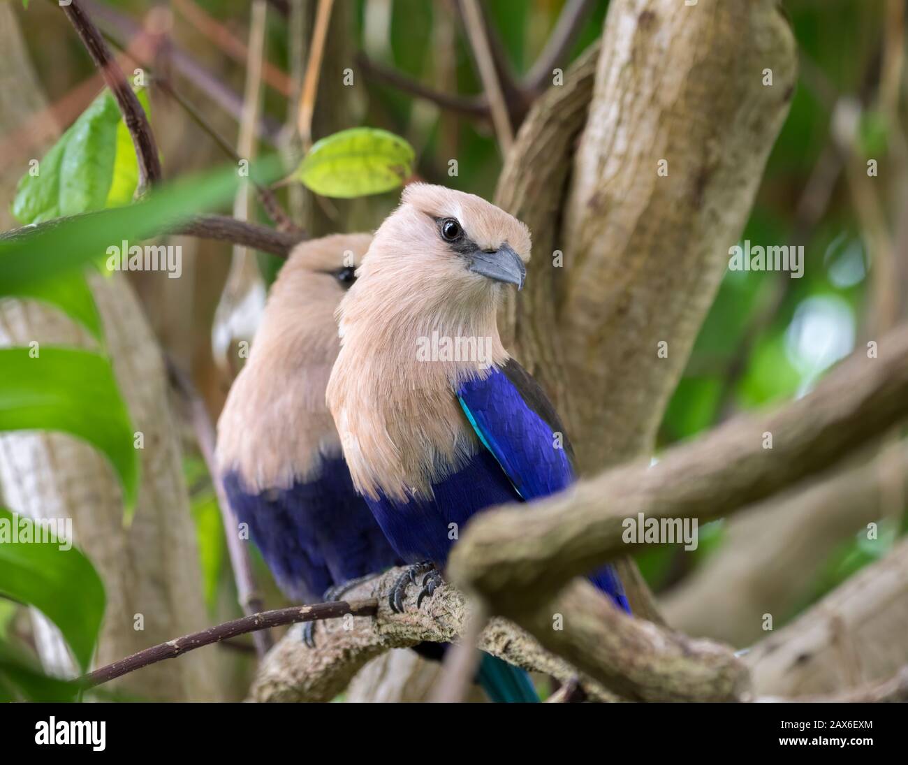 Couple Of Blue-bellied Rollers (Coracias cyanogaster) Perched On Tree Branch Stock Photo