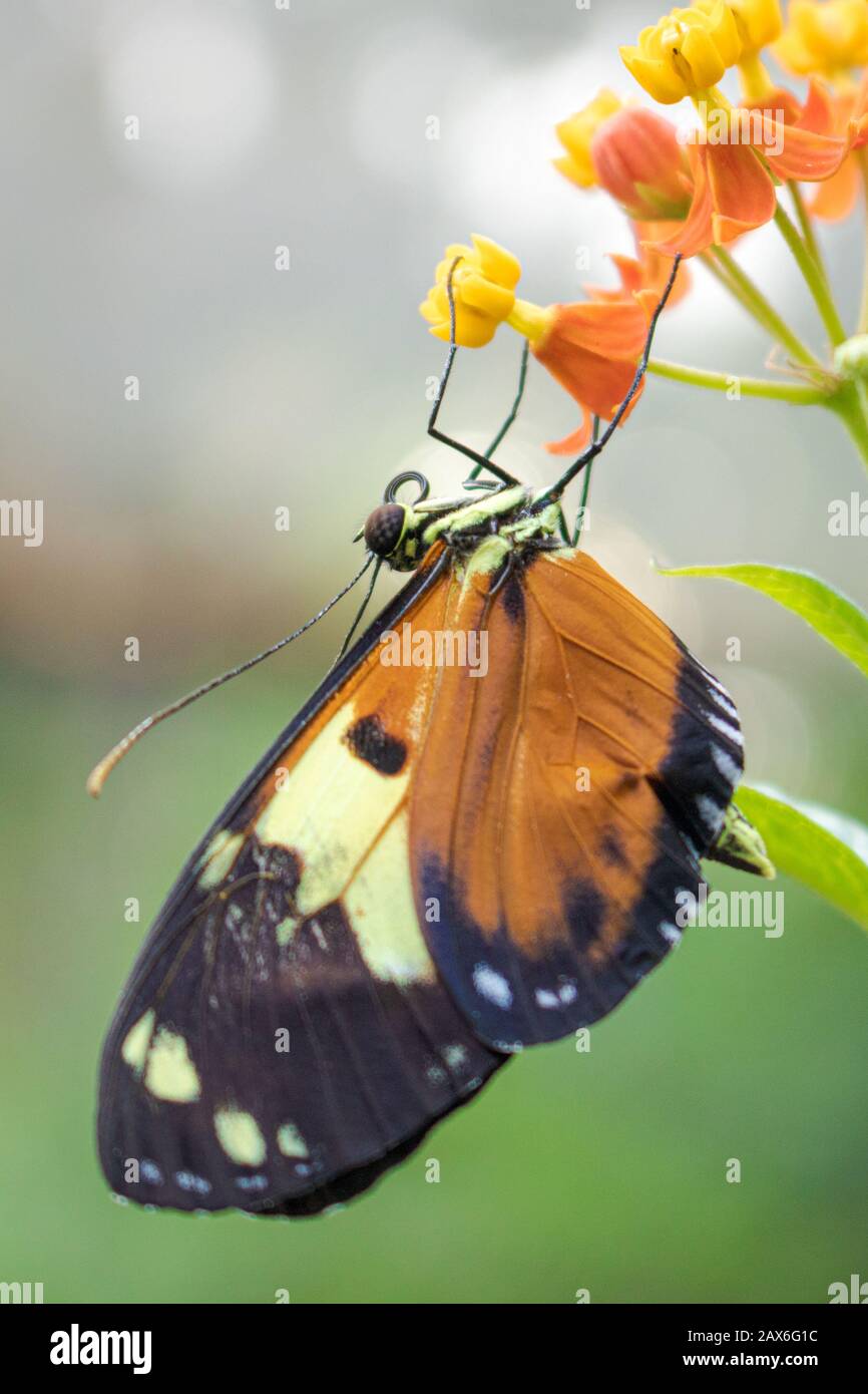 Ecuadorian Butterfly Stock Photo