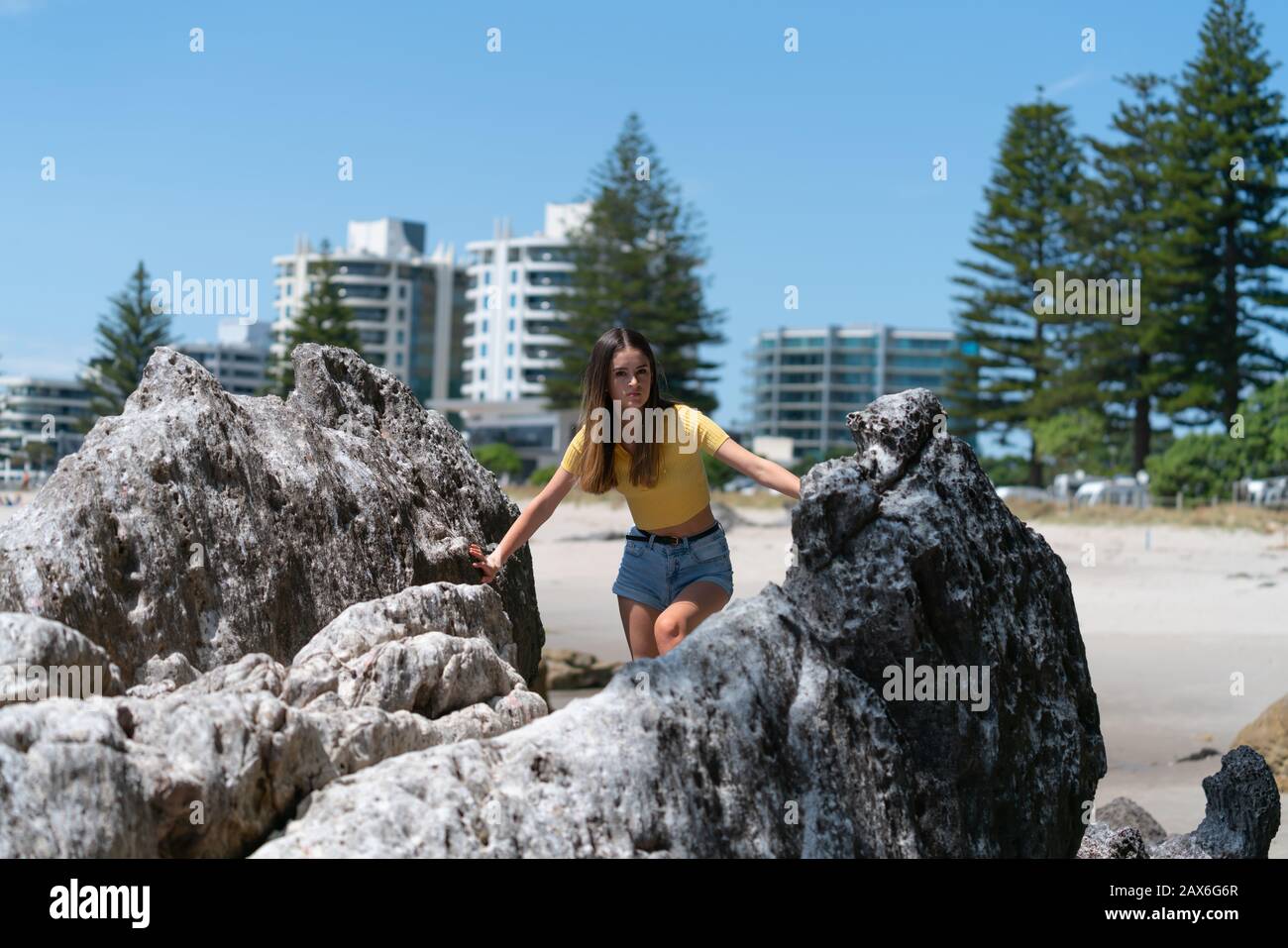 Norfolk Pines High Resolution Stock Photography And Images Alamy