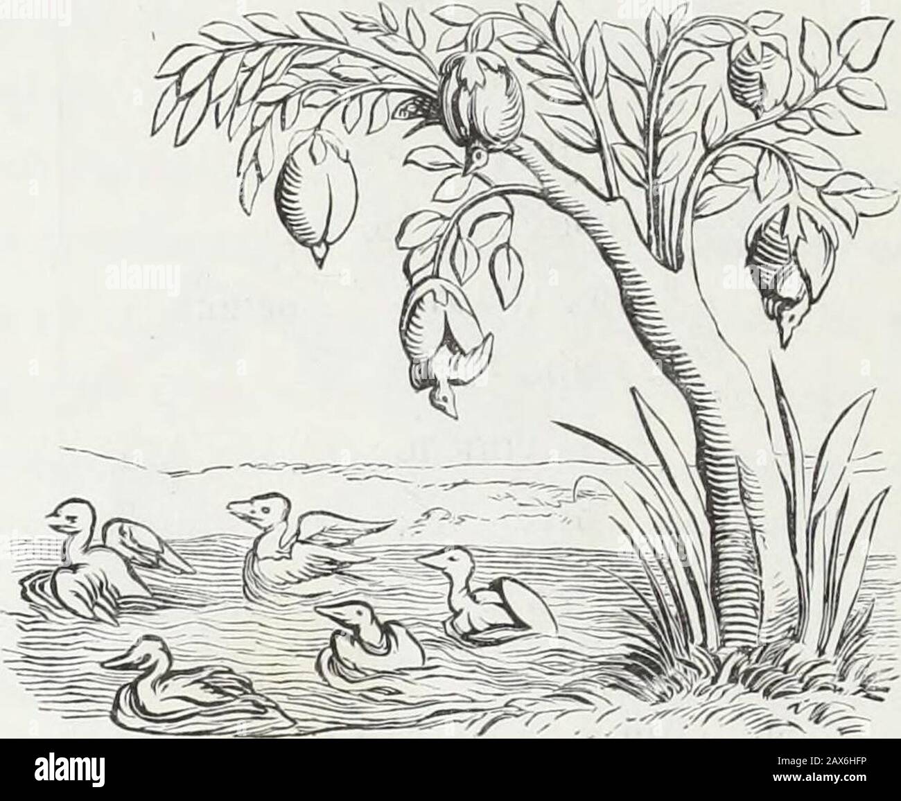 Mœurs, usages et costumes au moyen âge et à l'époque de la renaissance . mme lenseigne lhymne que je chante à loffice. » Cette légende naïve appartient au dixième siècle; et bien que lopinion dece moine bénédictin puisse aujourdhui paraître au moins singulière, on estforcé de convenir quil ne faisait que se conformer aux décisions de quelques 136 MŒURS ET USAGES. théologiens. En 817, un concile dAix-la-Chapelle reconnut quune nourri-ture si délicate ne répondait quimparfaitement à lidée de mortification quise rattache à la prescription de lEglise ordonnant de faire maigre et défen-dant aux Stock Photo