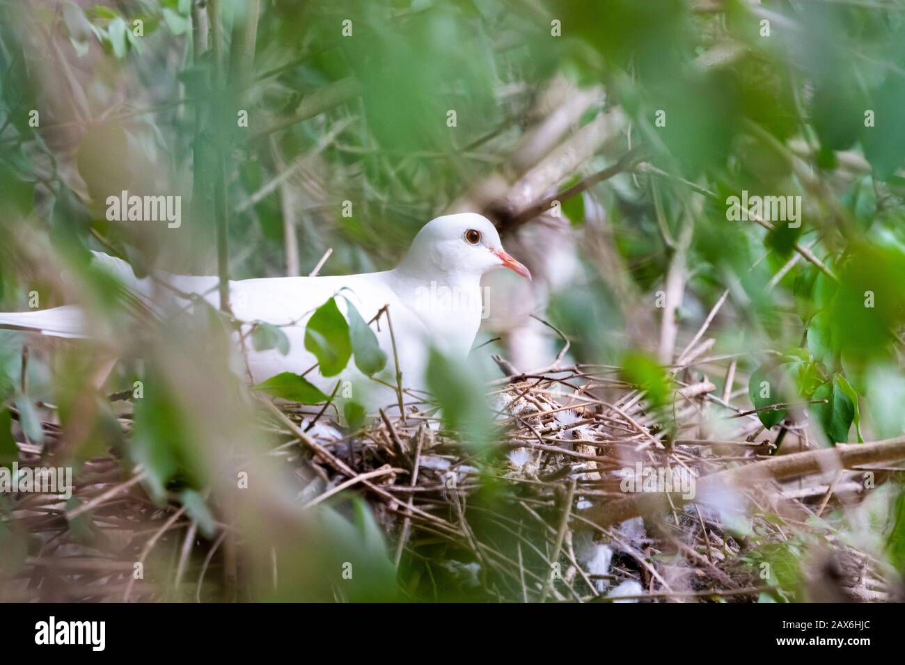 White dove sitting on nest Stock Photo Alamy