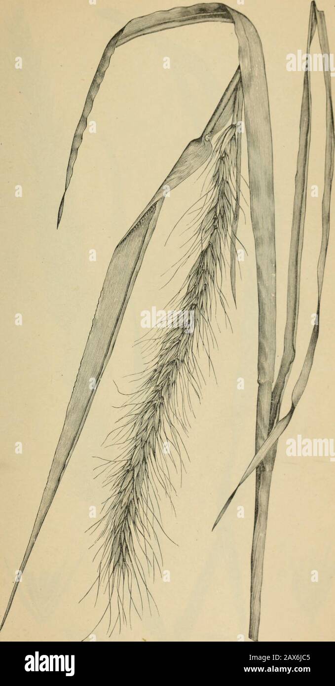 The agricultural grasses and forage plants of the United States; and such foreign kinds as have been introduced . Agropyrum repexs, Quack graes, Couch grass. Plate 89.. Elymus Canadensis, Wild rye. Stock Photo