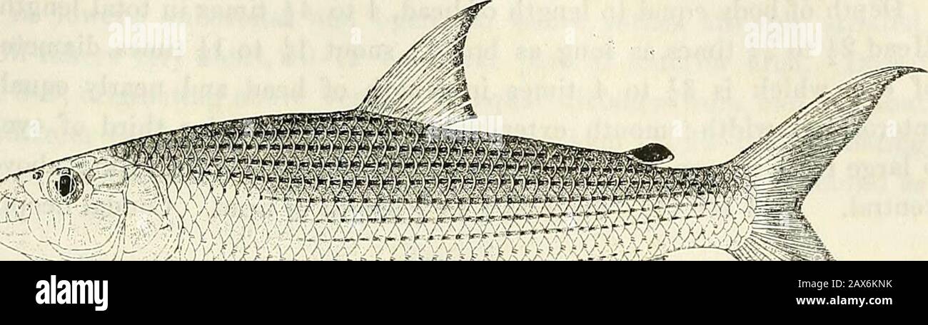 Catalogue of the fresh-water fishes of Africa in the British Museum (Natural History) . (1861). Hydrocyon lineatus, Bleek. Nat. Verh. Ver. Haarl. xviii. 1862, no. 2, p. 125 ;Giinth. Cat. Fish. v. p. 352 (1864); M. Web. Zool. Jahrb., Syst. x. 1897,p. 155 ; Bouleng. Poiss. Bass. Congo, p. 143 (1901) ; Werner, Sitzb. Ak. Wien,cxv. i. 1906, p. 1126 ; Bouleng. Fish. Nile, p. 104, pi. xvii. fig. 2 (1907). Hydrocyon forskalii, part., Peters, Reise Mossamb. iv. p. 69 (1868). Hydrocyon forskalii (non Cuv.), Steind. Notes Leyd. Mus. xvi. 1894, p. 62. Depth of body 3| to 4J times in total length, length Stock Photo