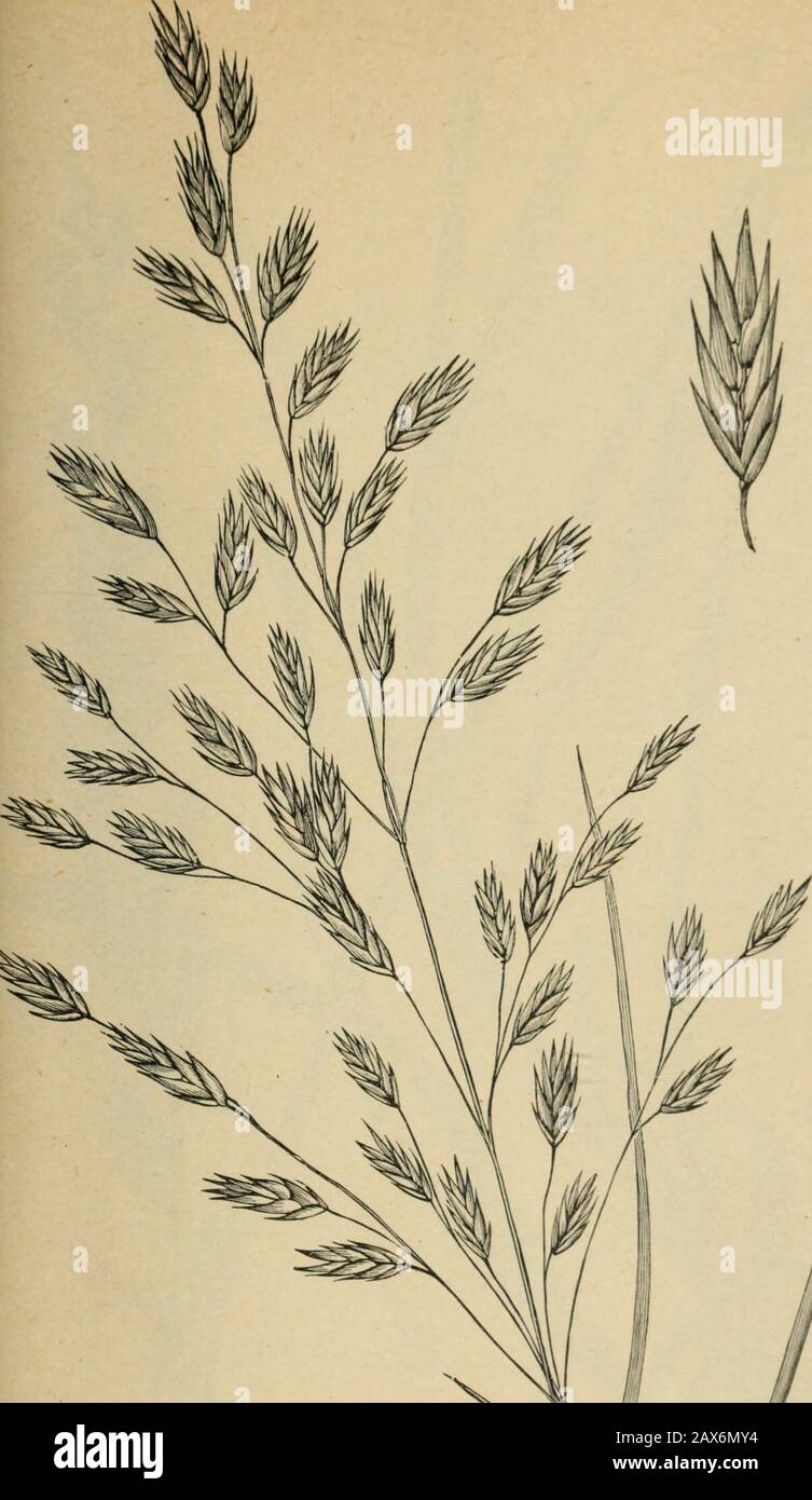 The agricultural grasses and forage plants of the United States; and such foreign kinds as have been introduced . Bromus secalinus, Chess. YhNRX.tt^A-.. Plat Bromus unioloides (half size). Plate 86. Stock Photo