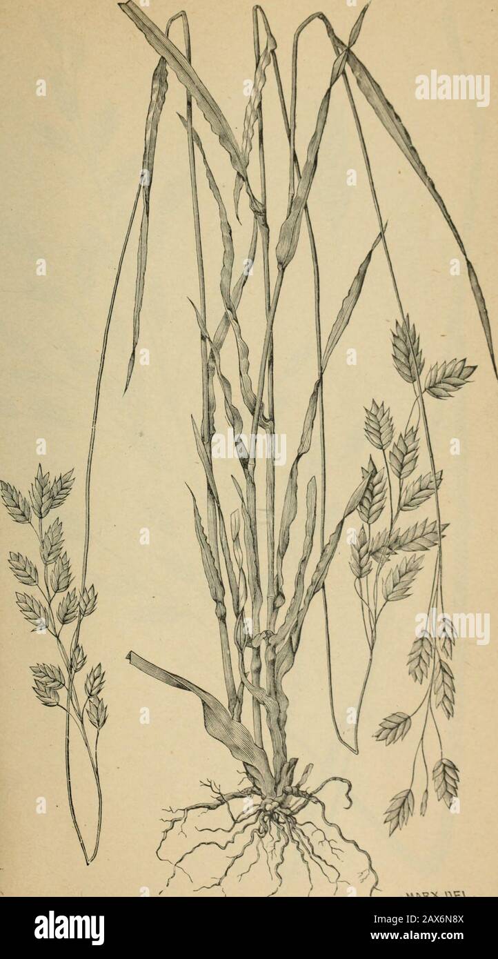 The agricultural grasses and forage plants of the United States; and such foreign kinds as have been introduced . Festuca scabrelTjA, Rough-leaved fescue. Plate 84.. Bromus secalinus, Chess. YhNRX.tt^A-. Stock Photo