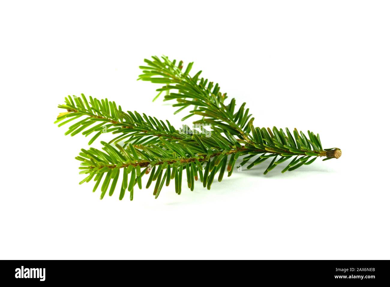Fir tree branch isolated on a white background Stock Photo - Alamy
