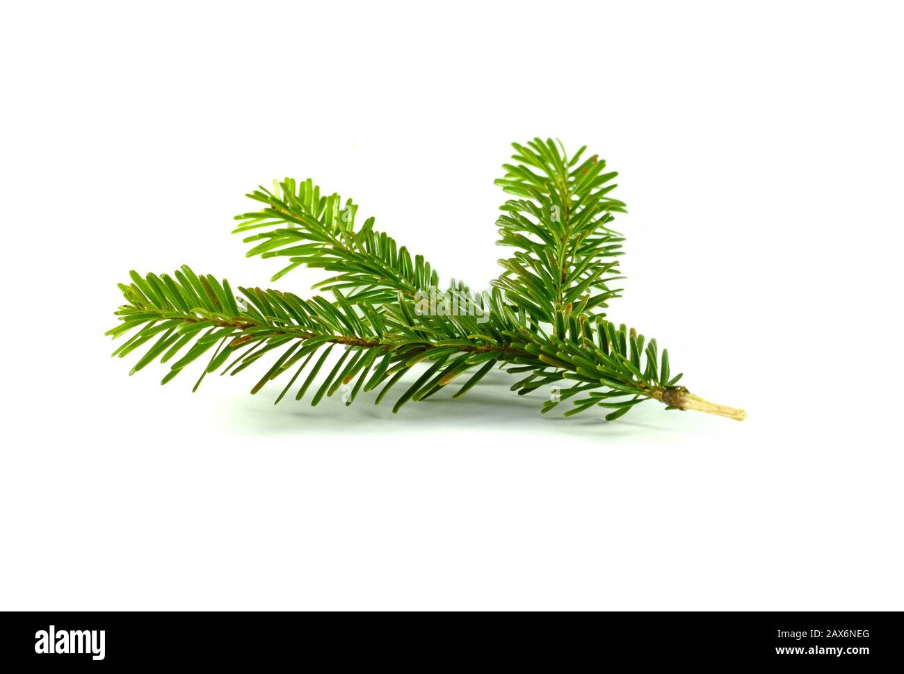 Fir tree branch isolated on a white background Stock Photo - Alamy