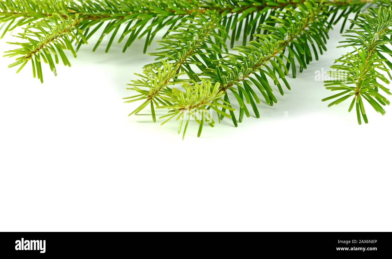 Fir tree branch isolated on a white background Stock Photo - Alamy
