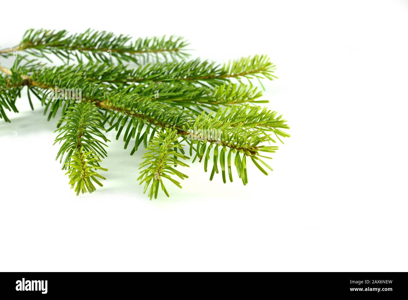 Fir tree branch isolated on a white background Stock Photo - Alamy