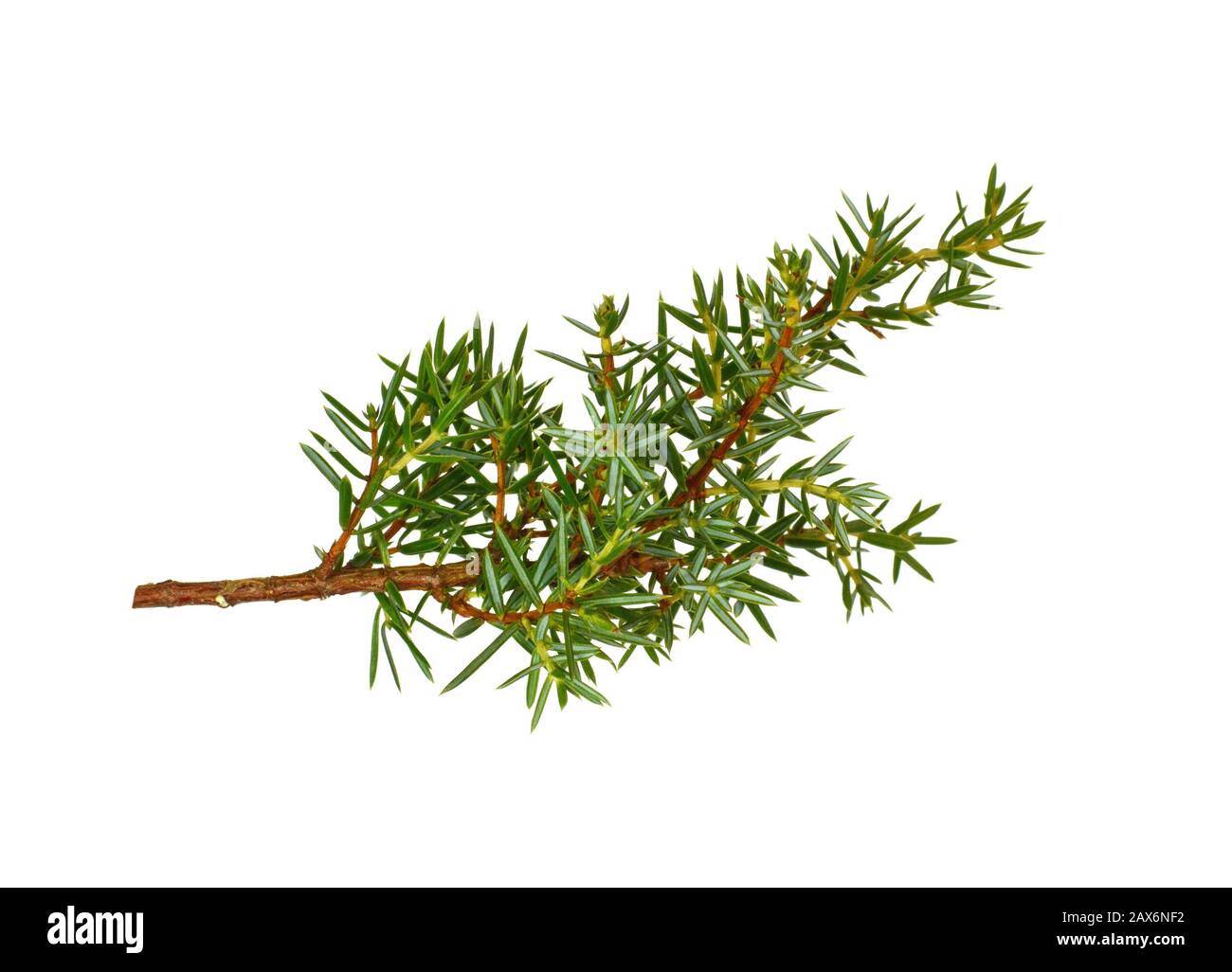 Juniper twig isolated on white background Stock Photo - Alamy