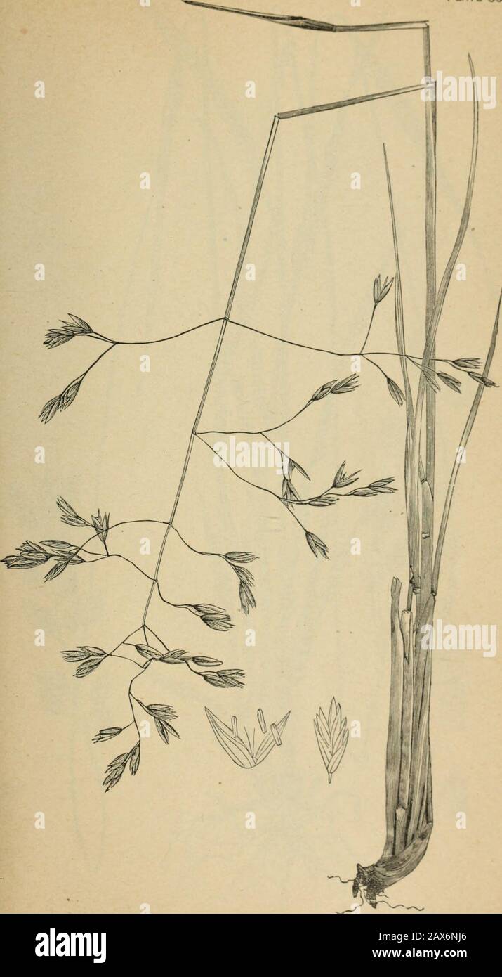 The agricultural grasses and forage plants of the United States; and such foreign kinds as have been introduced . v.Y.NCHOLS £H Festuca oyixa, Sheeps fescue. Plate 83.. Festuca scabrelTjA, Rough-leaved fescue. Plate 84. Stock Photo