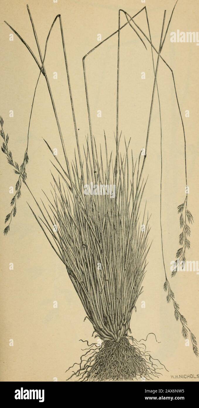 The agricultural grasses and forage plants of the United States; and such foreign kinds as have been introduced . Festuca elatior, Tall meadow fescue NICHOLS Plate 82.. v.Y.NCHOLS £H Festuca oyixa, Sheeps fescue. Plate 83. Stock Photo