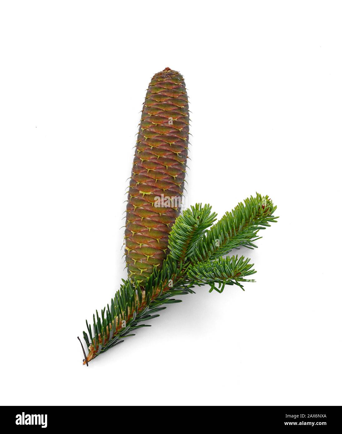 Fir tree branch with cone on a white background Stock Photo - Alamy