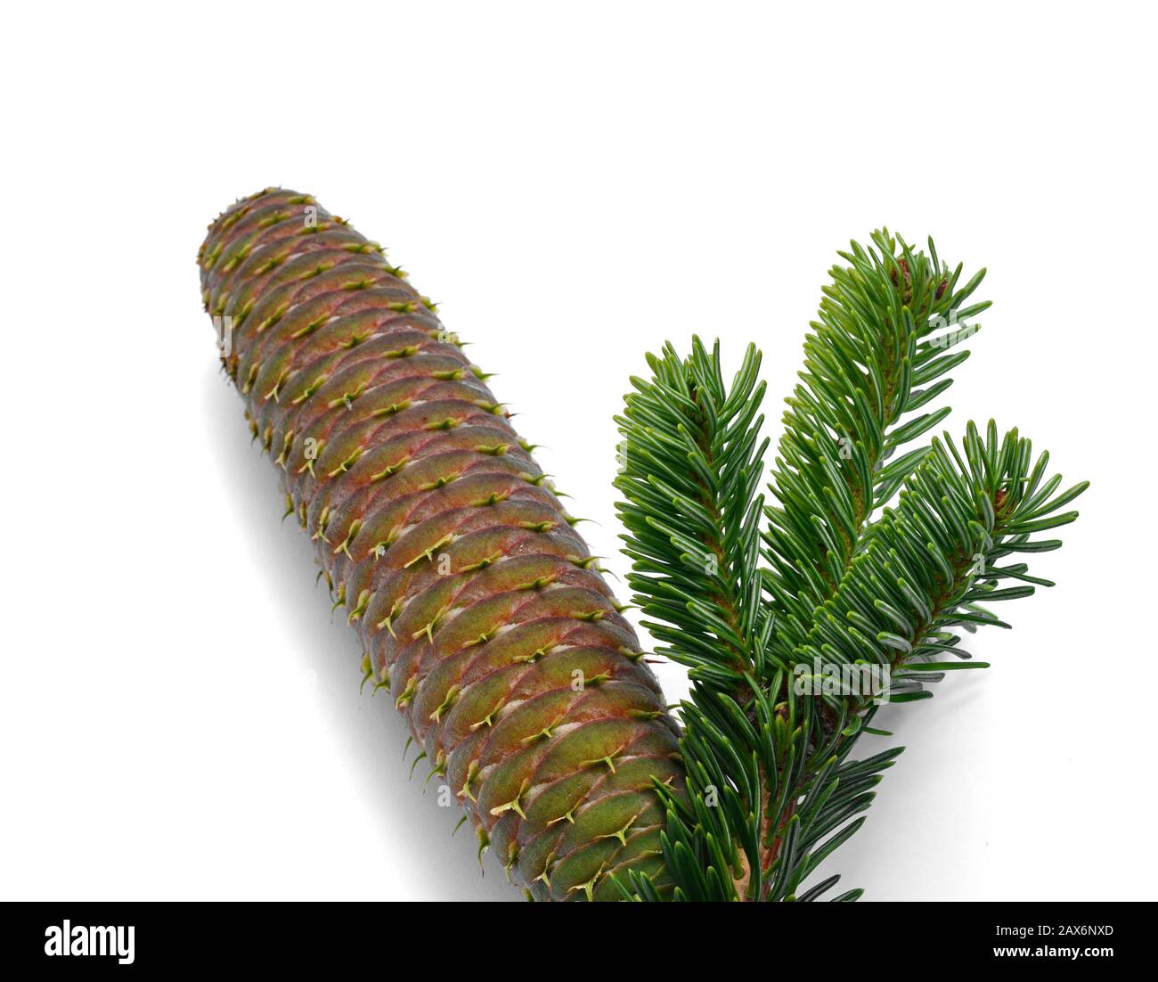 Fir tree branch with cone on a white background Stock Photo - Alamy