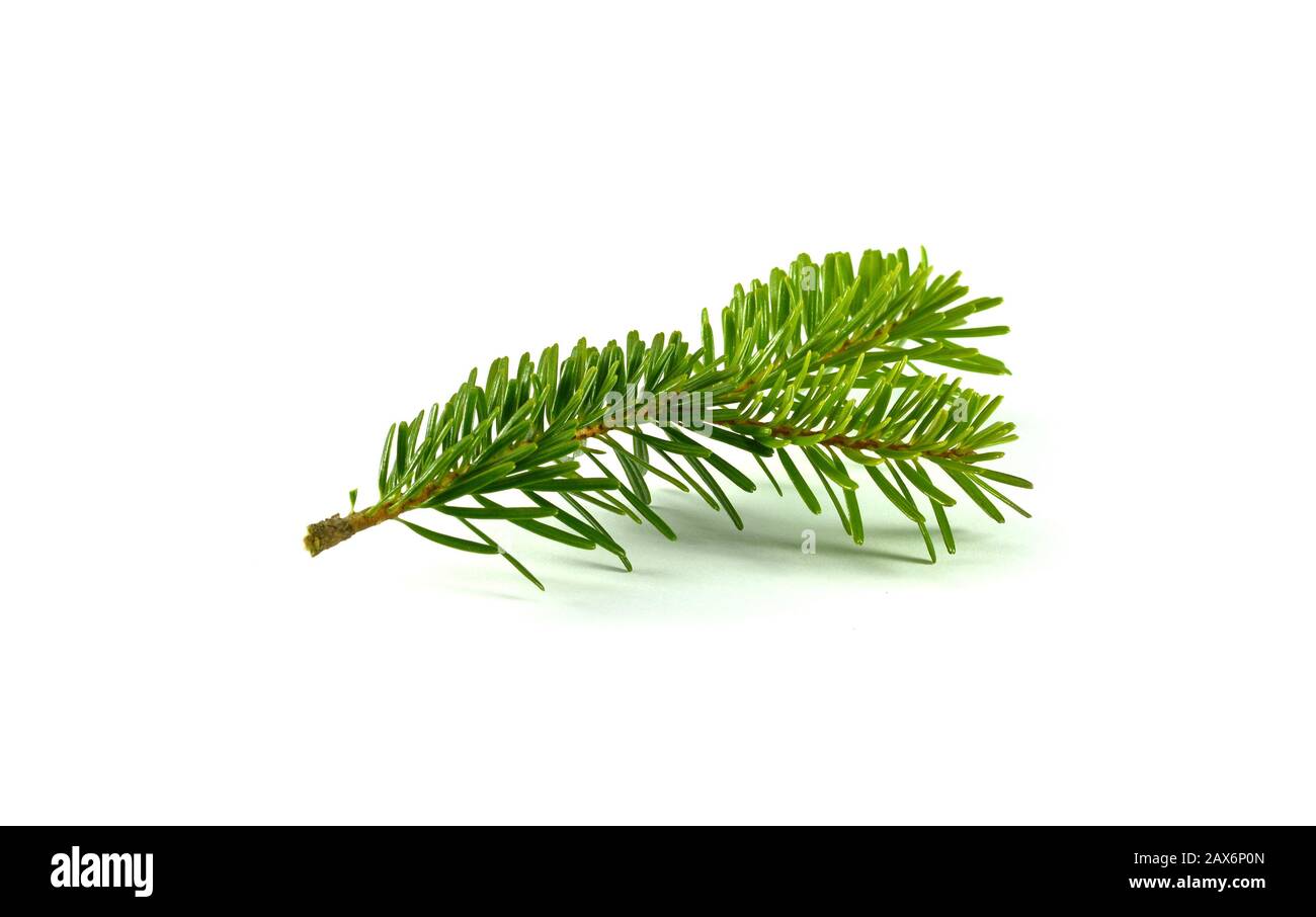Fir tree branch isolated on a white background Stock Photo - Alamy