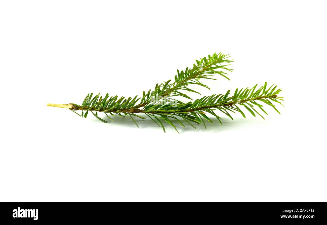 Fir tree branch isolated on a white background Stock Photo - Alamy