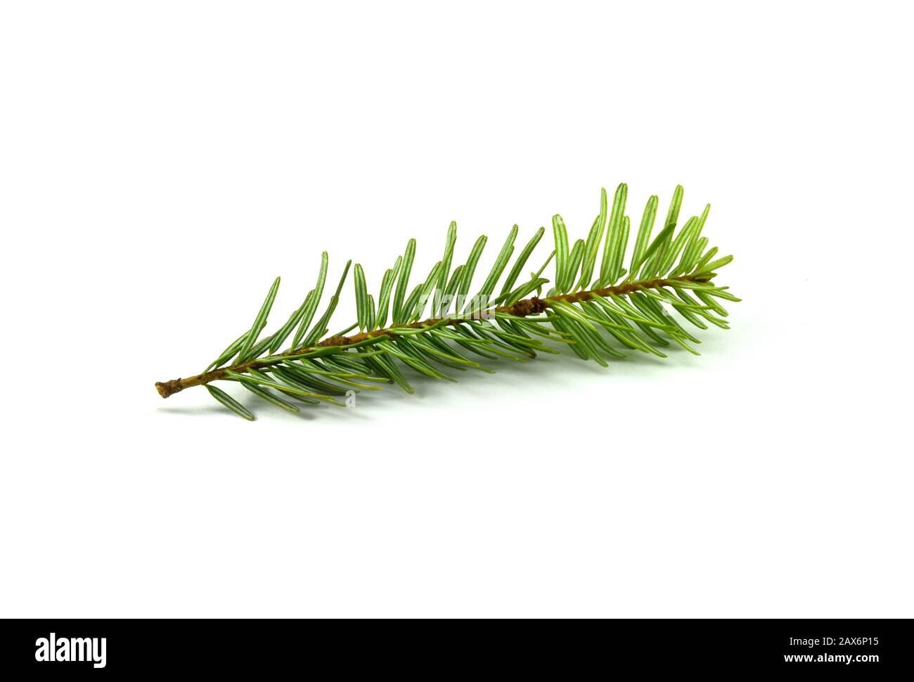 Fir tree branch isolated on a white background Stock Photo - Alamy