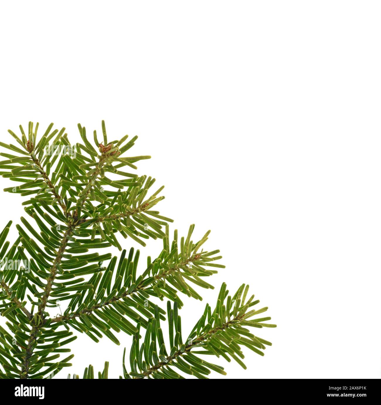 Fir tree branch isolated on white background. Pine branch. Christmas ...