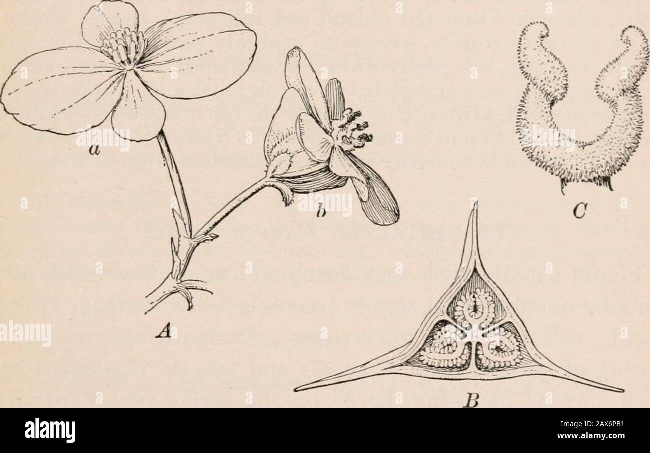 Bergen's botany, key and floraNorthern and central states ed . cluster.Sepals usually 2. Petals 2 or in the fertile flowers 3 or 4,sometimes wanting. Stamens many in a cluster, with shortfilaments. Styles of the fertile flowers 3, often with long,twisted stigmas (Fig. 25, C). The genus contains a greatnumber of species and varieties, cultivated from tropical orsubtropical regions, of which only a few of the commonestare here described. BEGONIA FAMILY 165 1. B. Rex Putz. Herb, apparently steniless or nearly so, from afleshy rootstock. Leaves large, taper-pointed, very unequally heart-shaped; th Stock Photo