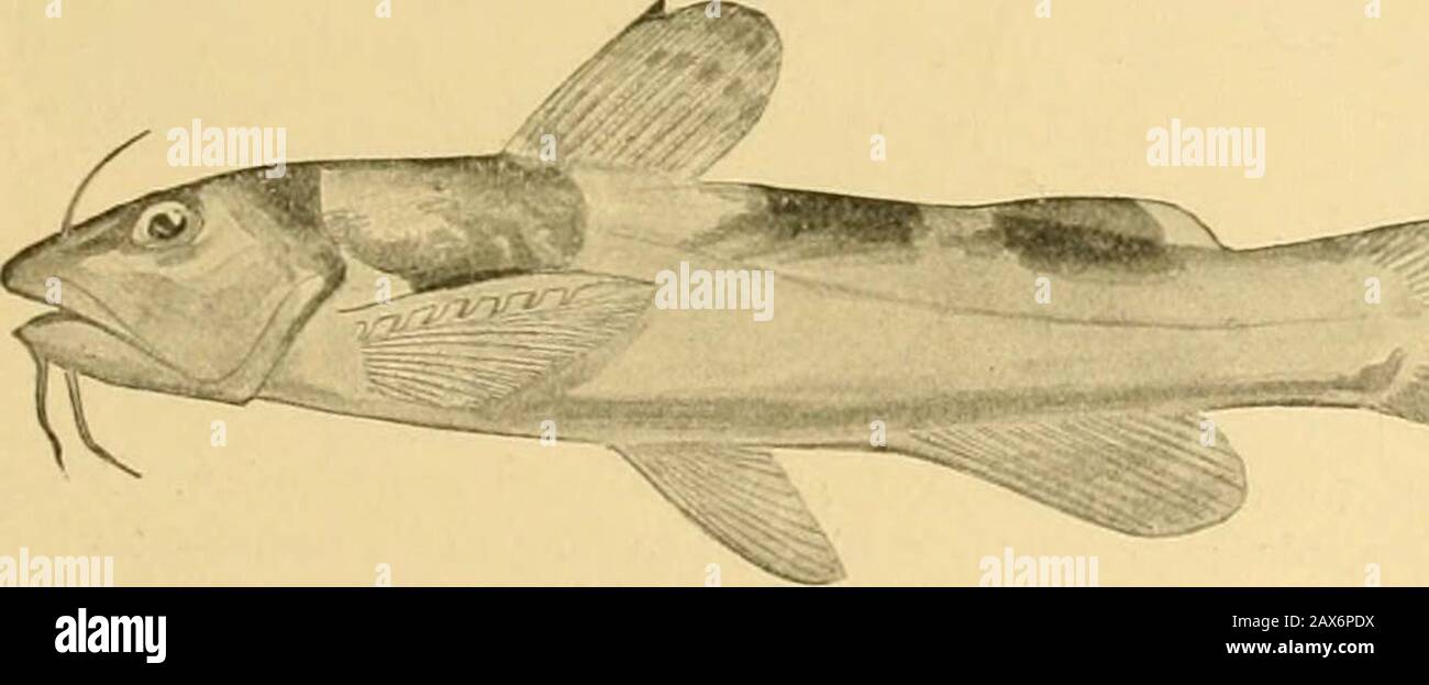 Fishes . Fig. 315 —Mad-toni, Schilbeodes furiosus Jordan and .Meek. Sho^ving the poisonedpectoral spine. Family Siluridas. Neuse River. Pelicans which have swallowed the catfish have been known todie of the wounds inflicted by the fishs spine. When the catfishwas first introduced into the Sacramento, according to Mr. WillS. Green, it caused the death of many of the native Sacra-mento perch (Archoplites interritptiis). This perch (or ratherbass) fed on the young catfish, and the latter erecting theirpectoral spines in turn caused the death of the perch by tear-ing the walls of its stomach. In l Stock Photo