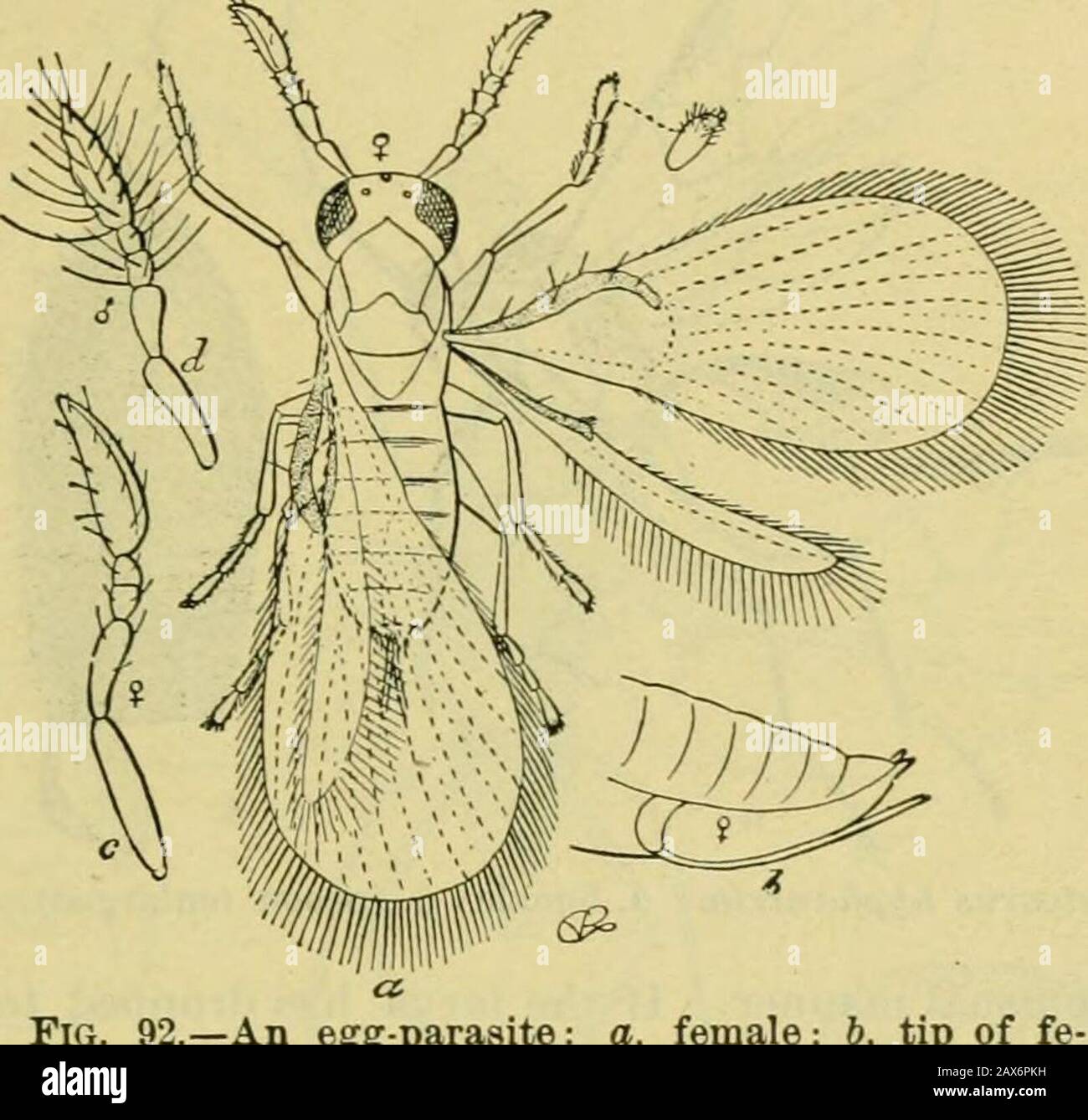 Hug A Bug High Resolution Stock Photography and Images - Alamy