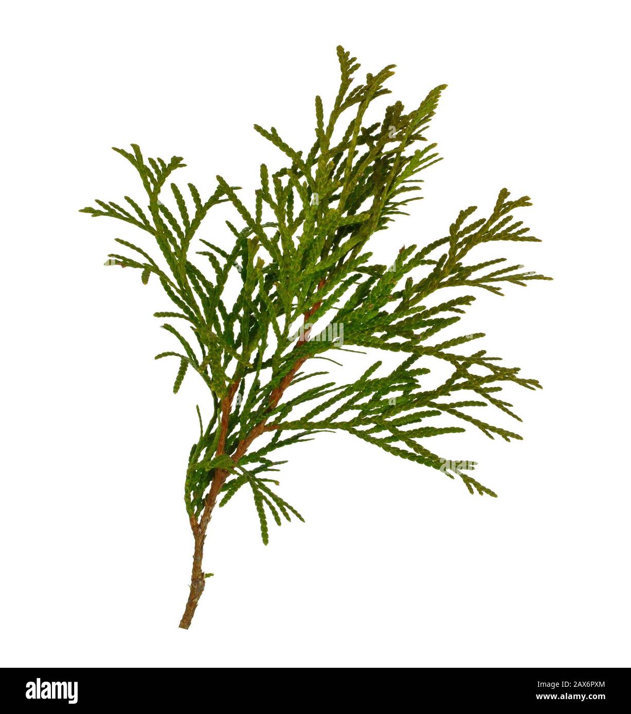 Branch of thuja tree, isolated. Foliage of Japanese Thuja tree, isolated on pure white background. Copy-space. Stock Photo