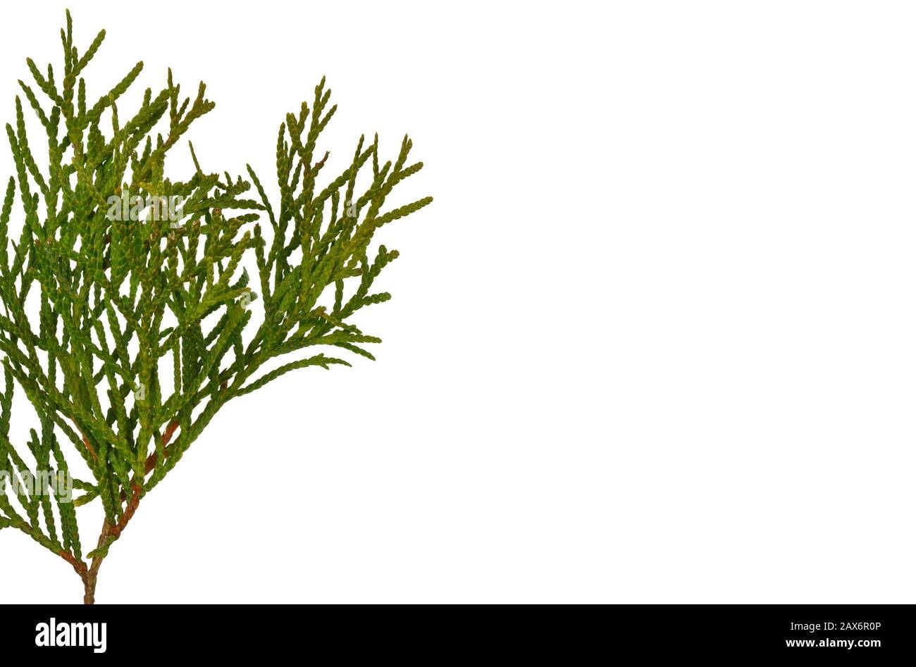 Branch of thuja tree, isolated. Foliage of Japanese Thuja tree