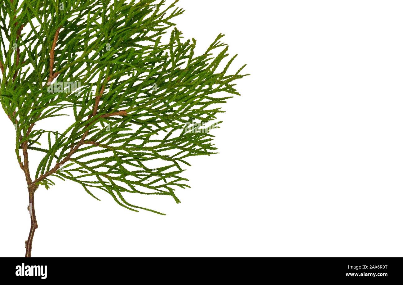 Branch of thuja tree, isolated. Foliage of Japanese Thuja tree, isolated on pure white background. Copy-space. Stock Photo