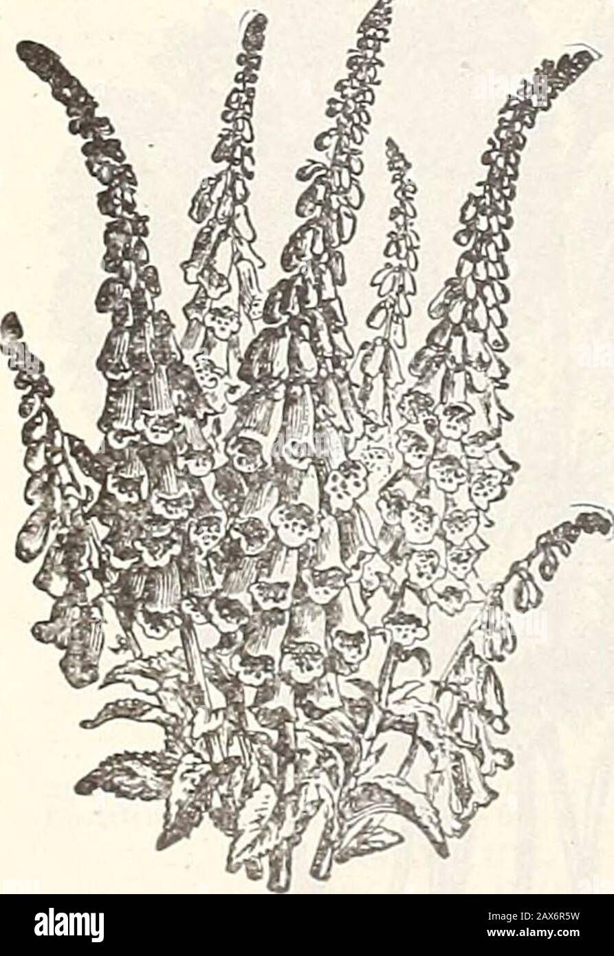 Currie's farm and garden annual : spring 1915 . aves, whichchange to a beautiful orange-scarlet in summer, pre-senting a brilliant and striking appearance Feverfew—See Matricaria and Pyrethrum. ? FOIR OCLOCKS.Marvel of Peru—They are exceedingly fragrant, expandingin the evening and withering the next morning. Theroots may be preserved through the winter like Dahlias. 2 ft. H. A. Fine Mixed, peroz. 20c 5 FOXGLOVE.Digitalis. Handsome, stately growingplants, with beautifully mottledthimble-shaped flowers, pro-duced in abundance on a stemusually about 3 feet high. Theracemes of flowers are about 2 Stock Photo