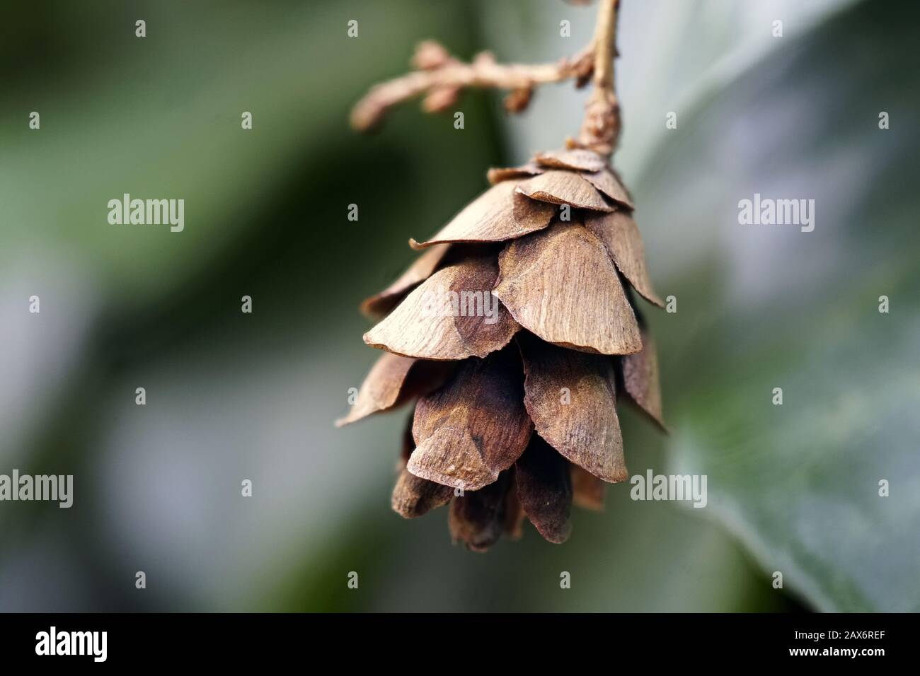 Soft focus shot of a weeping hemlock cone with green background Stock Photo