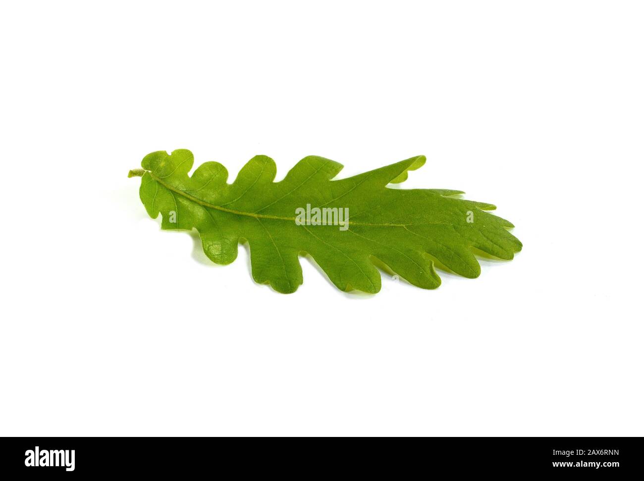 Green oak leaf isolated on a white background Stock Photo - Alamy