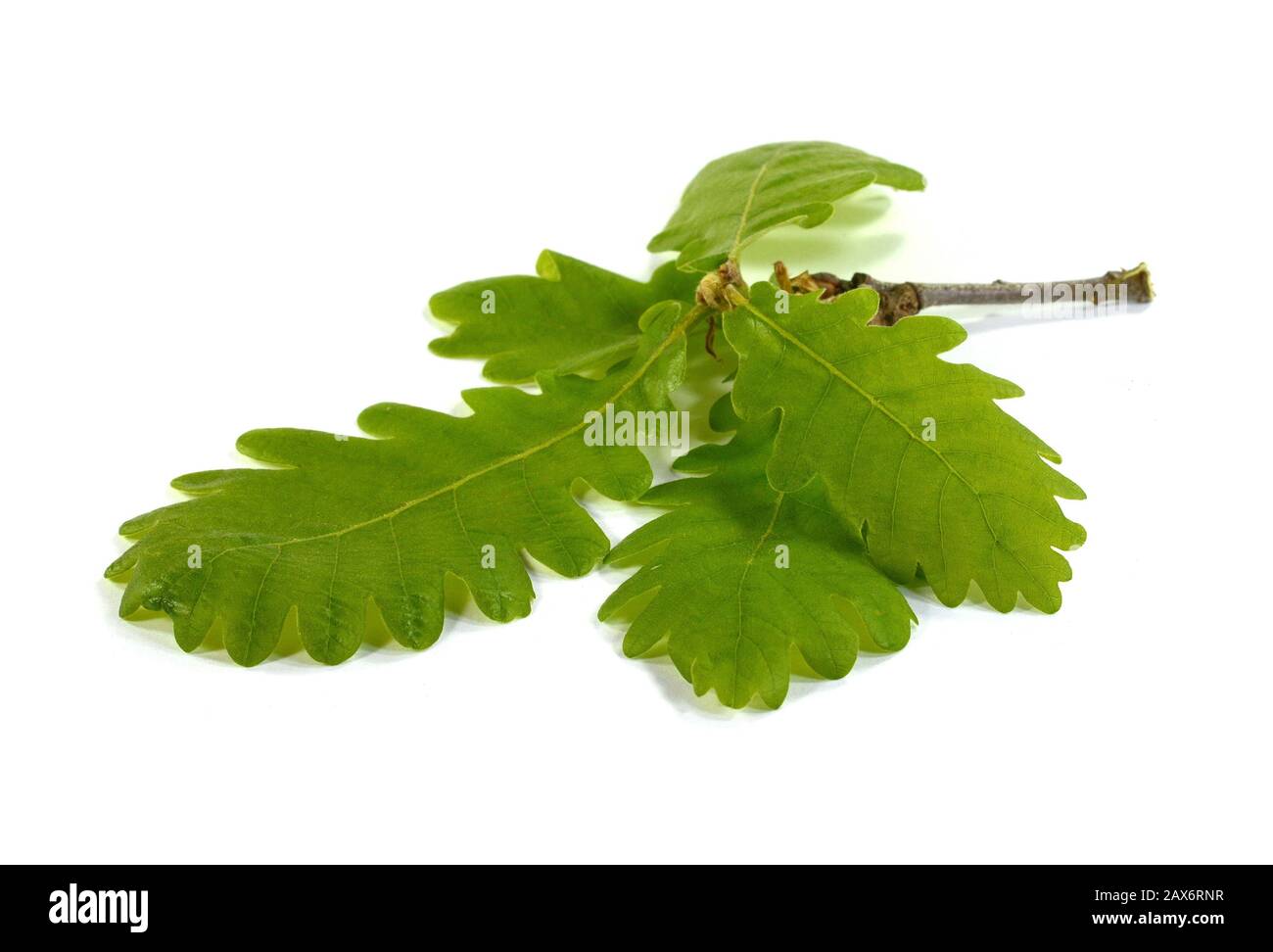 Green oak leaf isolated on a white background Stock Photo - Alamy
