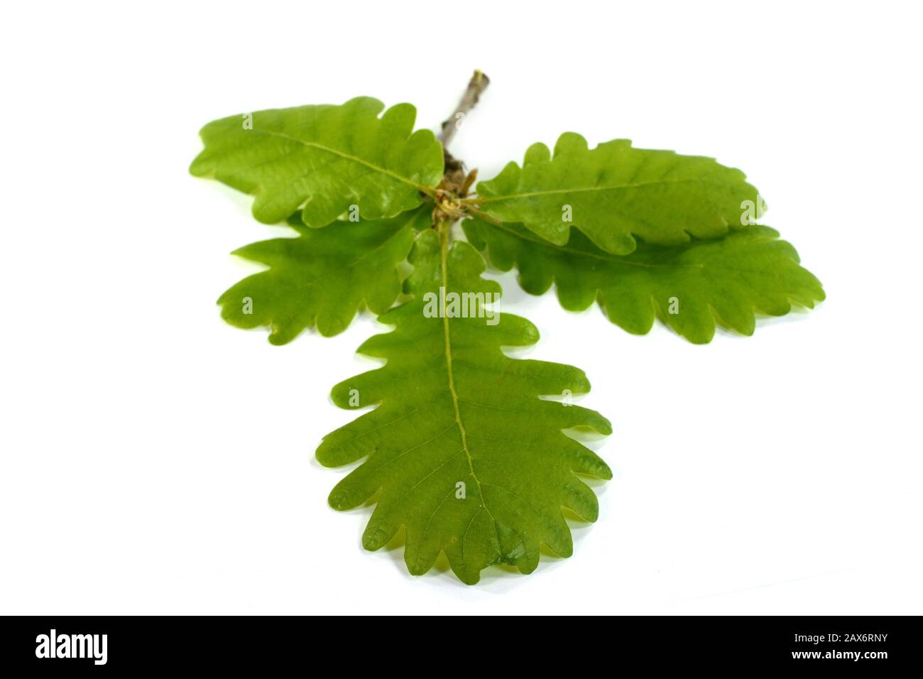 Green oak leaf isolated on a white background Stock Photo - Alamy