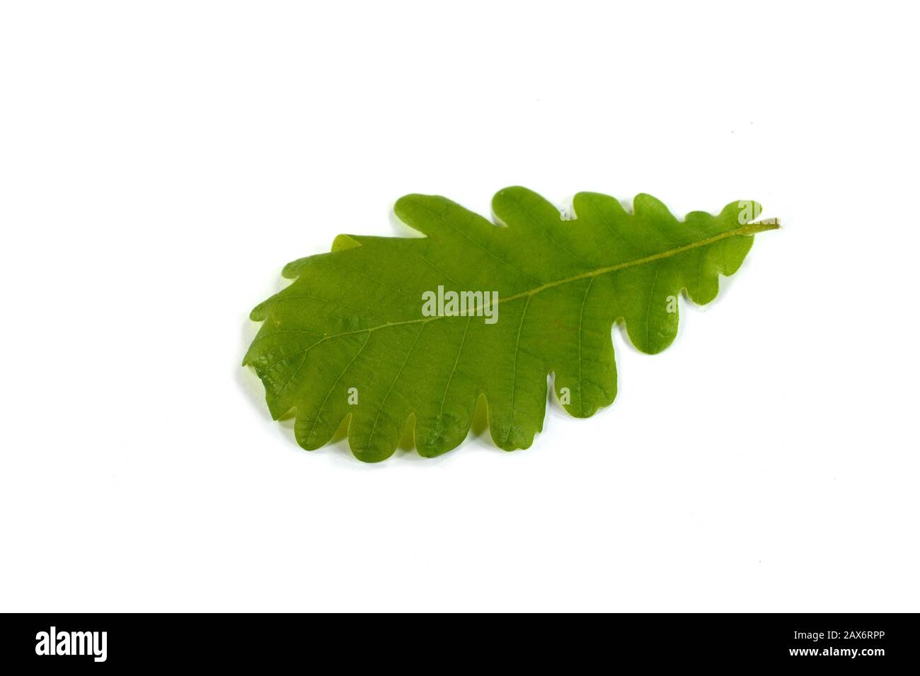 Green Oak Leaf Isolated On A White Background Stock Photo Alamy