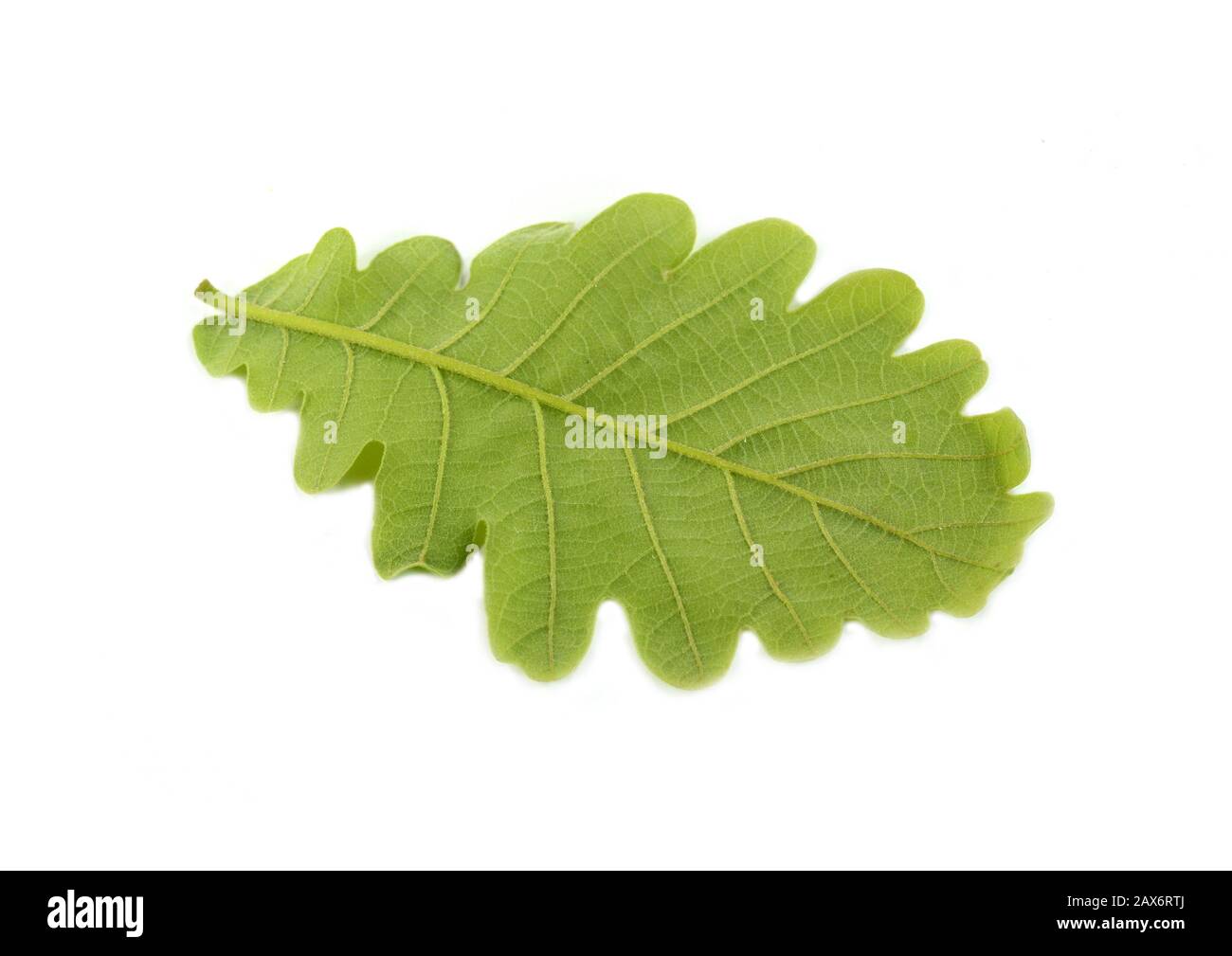 Green oak leaf isolated on a white background Stock Photo - Alamy