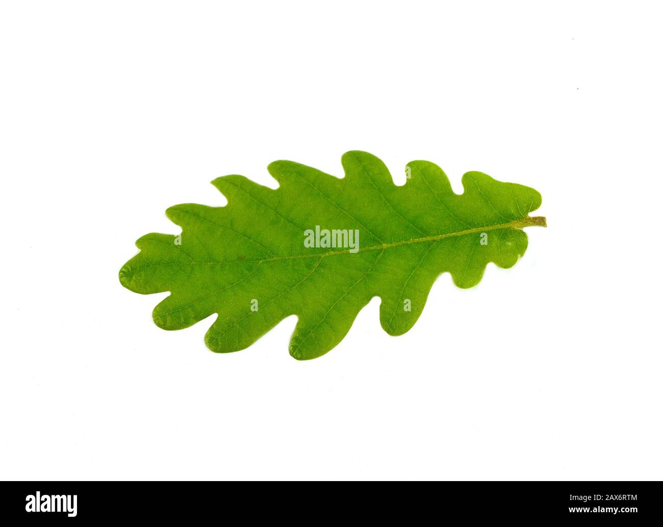 Green oak leaf isolated on a white background Stock Photo - Alamy