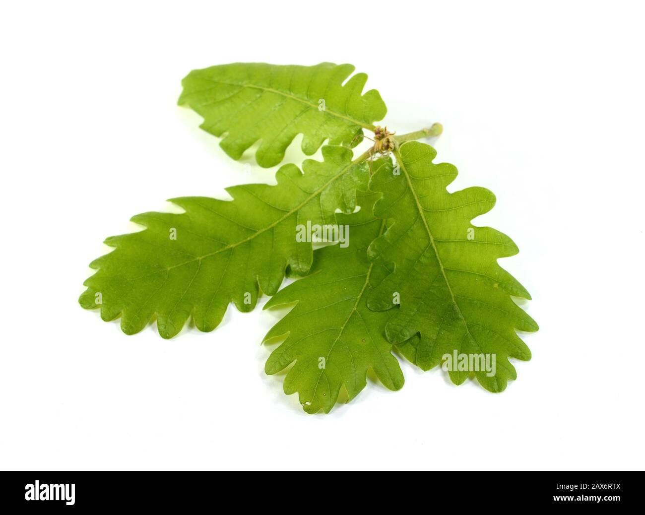 Green oak leaf isolated on a white background Stock Photo - Alamy