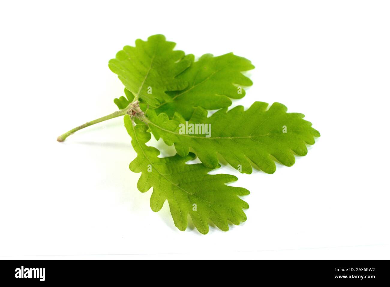 Green oak leaf isolated on a white background Stock Photo - Alamy