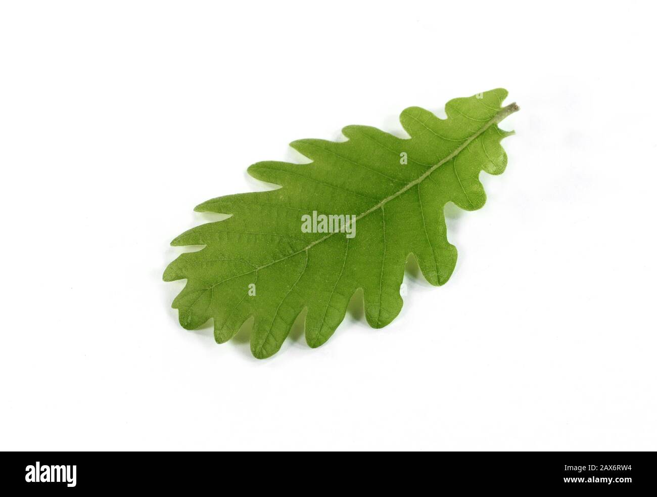 Green oak leaf isolated on a white background Stock Photo - Alamy