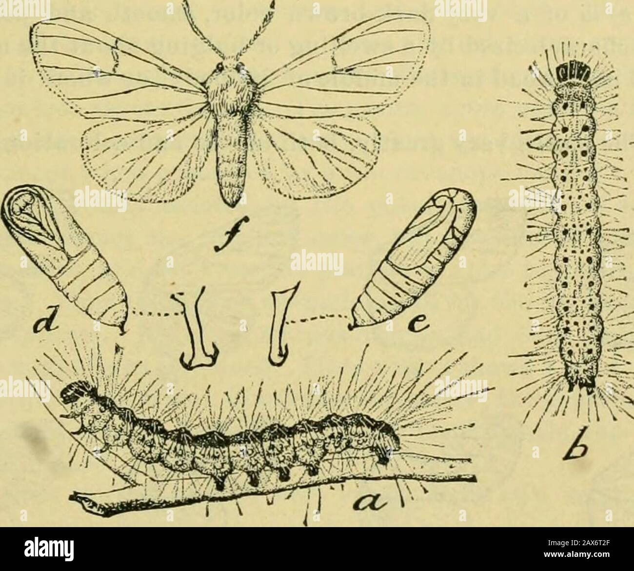 Fifth report of the United States Entomological Commission, being a revised and enlarged edition of Bulletin no7, on insects injurious to forest and shade trees . d less regularpatches, so that at least 500 eggs may be considered as the real number producedby a single individual. The egg, measuring 0.4°™, is of a bright golden-yellowcolor, quite globular, and ornamented by numerous regular pits, which give it undera magnifying lens the appearauce of a beautiful golden thimble. As the eggs ap-proach the time of hatching this color disappears and gives place to a dull leaden hue. The interval be Stock Photo
