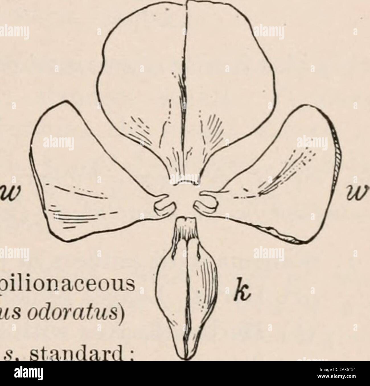 Standard petal of a papilionaceous corolla top