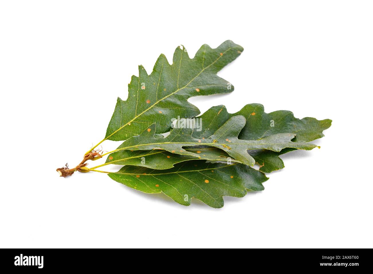 Green oak leaf isolated on a white background Stock Photo - Alamy