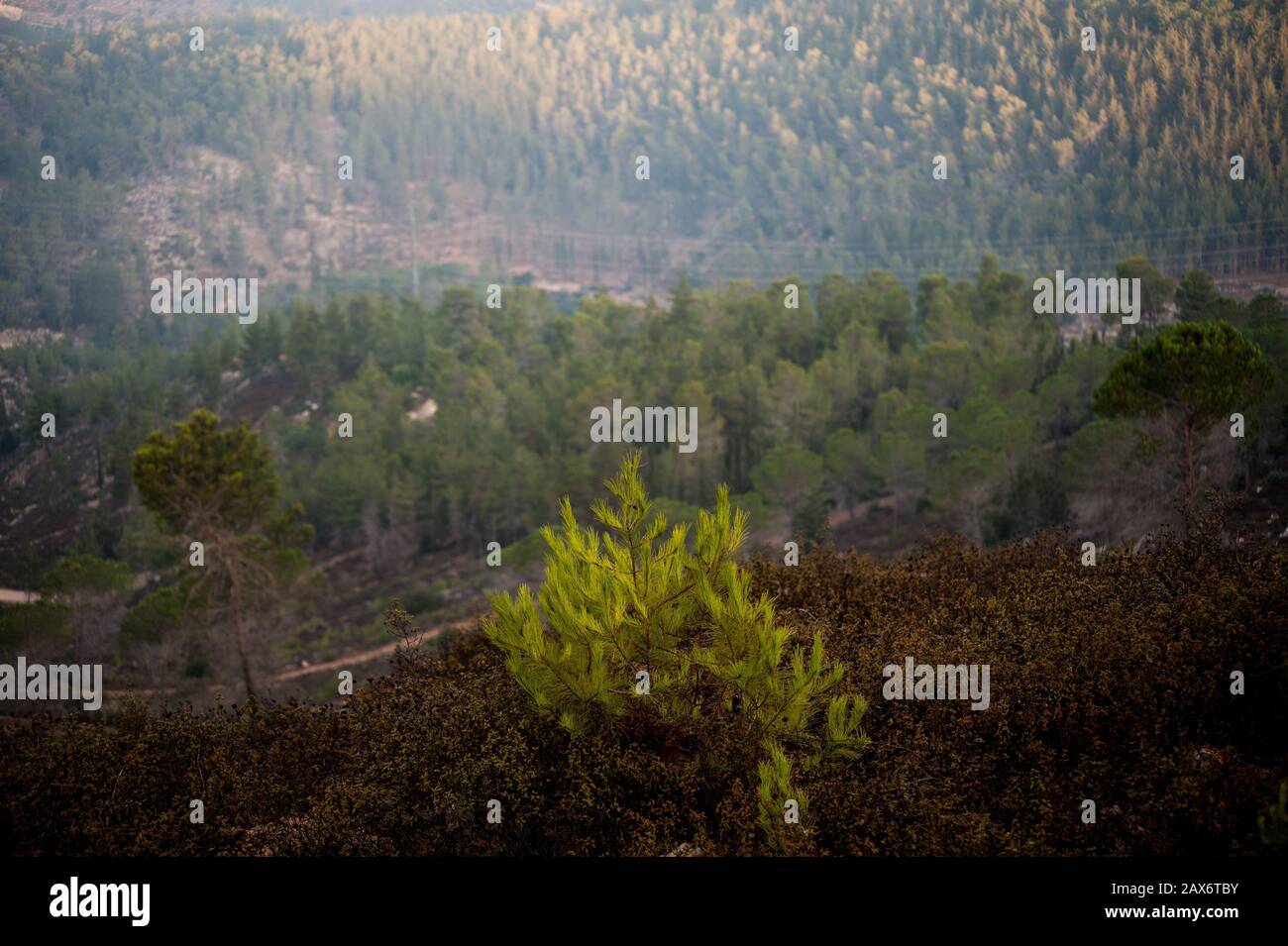 Evergreen on a hill surrounded by forests under the sunlight with a blurry background Stock Photo