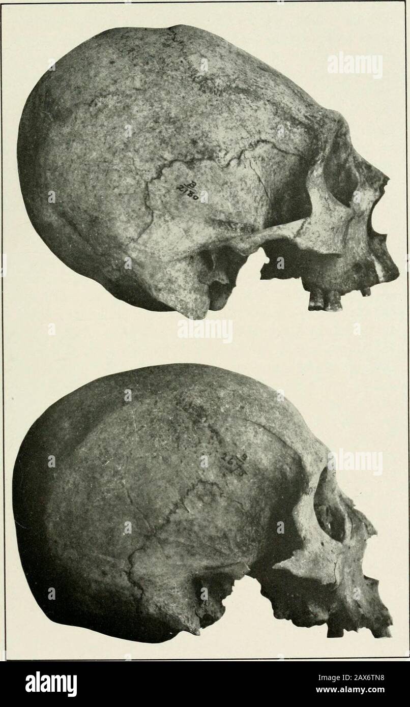 The islands of Titicaca and Koati, illustrated . HUilrti J^OJJDiJl J ?fR Kfl/f^ Plate XVII Male and female Aymara skulls from Titicaca Island. The maleskull artificially flattened. THE INDIANS OF THE ISLAND OF TITICACA 79 are not entirely gratuitous, but compensated to a certainextent in products, that is, in sheep, cheese, milk, and thelike. Money is neither received nor paid except when someof the products of the hacienda are sold, in which case theproceeds are received by the ilacata who keeps the accountsfor the owners and settles with them and their mayor-domo, or overseer, who is the age Stock Photo