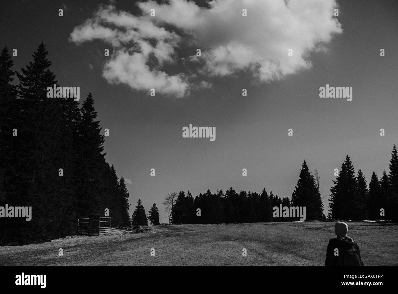 Panoramic monochrome shot of a grassy field surrounded by pine trees under a big cloud Stock Photo