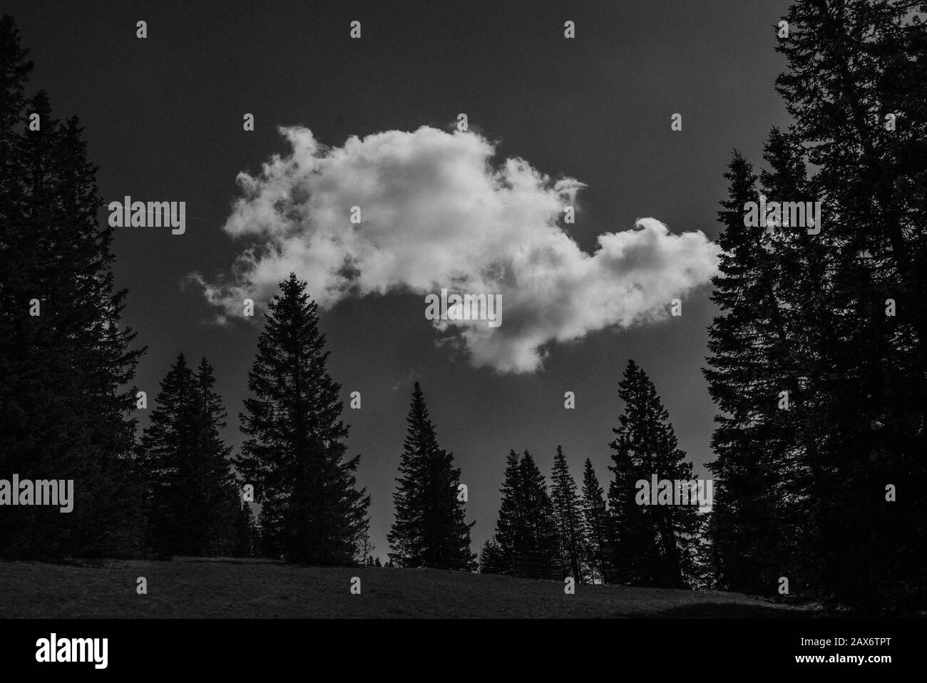 Giant pine tree Black and White Stock Photos & Images - Alamy