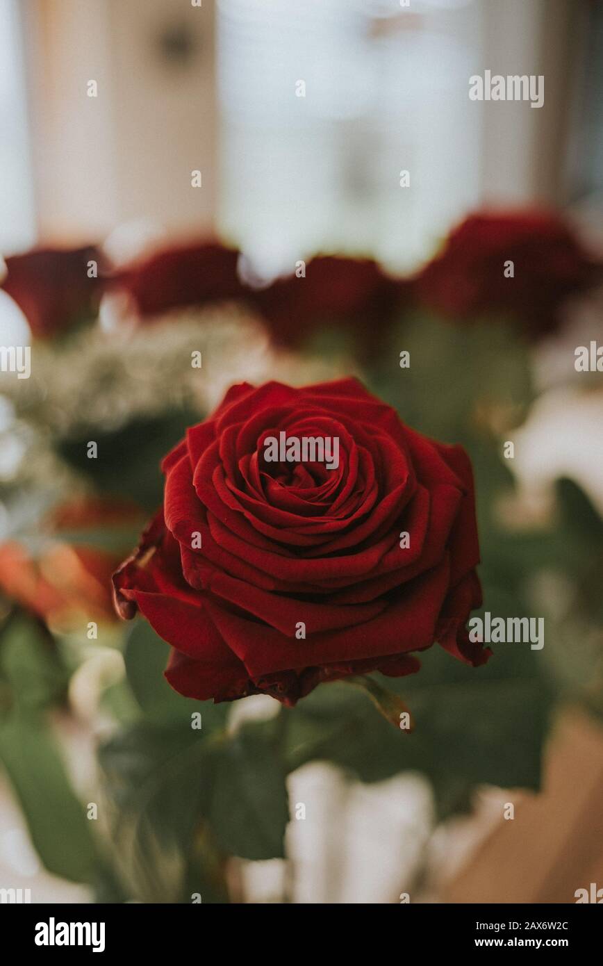 Selective focus shot of a red rose with a blurry background Stock Photo ...
