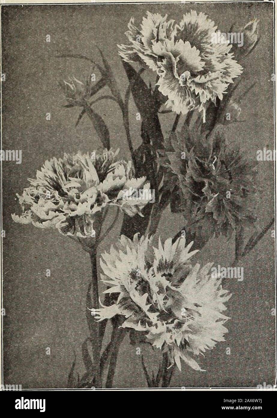 Currie's farm and garden annual : spring 1915 . AFRICAN GOLDEN DAISY. Pkt.-Long, slender leaves 15 ACROCLINUM. Single Mixed, % oz. 10c Double Mixed, % oz. 10c AMMOBIUM.Alntuiu Grandiflorum, % OZ. 10c. GOMPHRENA.Globe Amaranth—H. H. A. Pkt.55 Globosa Rubra crimson G. Alba—Pure whiteMixed, 14 oz. 10c. . Dark purplish Pkt. 555 For this purposePkt. HELICHRYSUM. Fireball—Bright CrimsonMon.stroNum, Double Red. M. Double Yellow M. Double White—Pure M. Double—Finest Mixed, Vi 15c RHODANTHE.Finest Mixed Colors, % oz. 15c. XERANTHEMUM.Double Finest Mixed, U oz. 15c. LIST OF CHOICE FLOWER SEEDS FOR 1915. Stock Photo