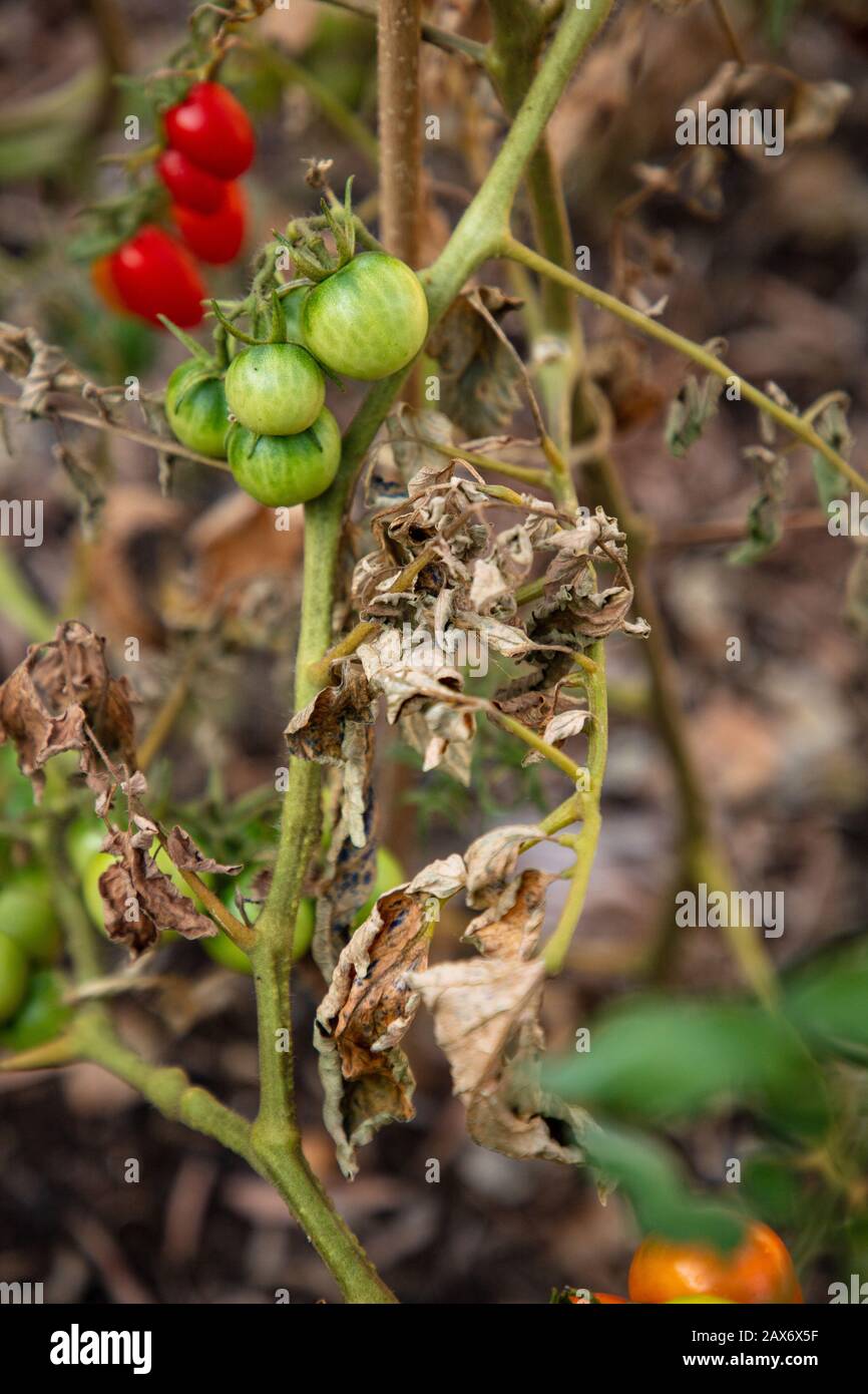Outdoor tomato plants seen with Fusarium wilt affecting the leaves. Stock Photo